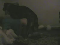 Black dog smashing hard the ass of kinky beastie gal